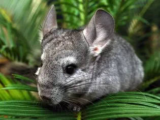 Chinchillas